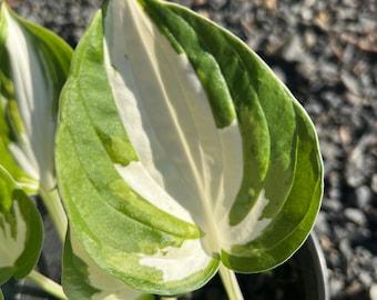 May include: A variegated hosta plant featuring heart-shaped leaves with a prominent white center and deep green margins. The foliage displays distinct longitudinal veins and a smooth texture, supported by slender, light green stems in a black pot.