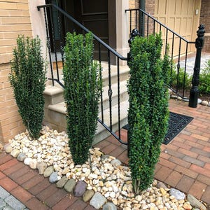 Ilex crenata &#39;Sky Pencil&#39; | Narrow Upright Boxleaf Japanese Holly | Evergreen Hedge Shrub | USDA Zones 6-9
