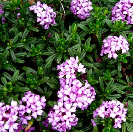 Daphne X Rollsdorfii 'wilhelm Schacht' | Dwarf Daphne, Fragrant