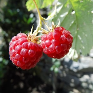 May include: Close-up of two ripe red raspberries, showcasing their textured, bumpy surfaces. The berries are attached to a thin, yellow-green stem, with green leaves in the background. The image highlights the natural beauty of the fruit.