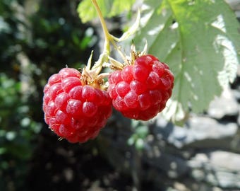 May include: Close-up of two ripe red raspberries, showcasing their textured, bumpy surfaces. The berries are attached to a thin, yellow-green stem, with green leaves in the background. The image highlights the natural beauty of the fruit.