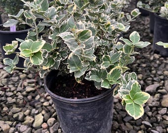 （greentomato）クレイユ　レリーフ il_340x270.6384714991_qg3e.jpg