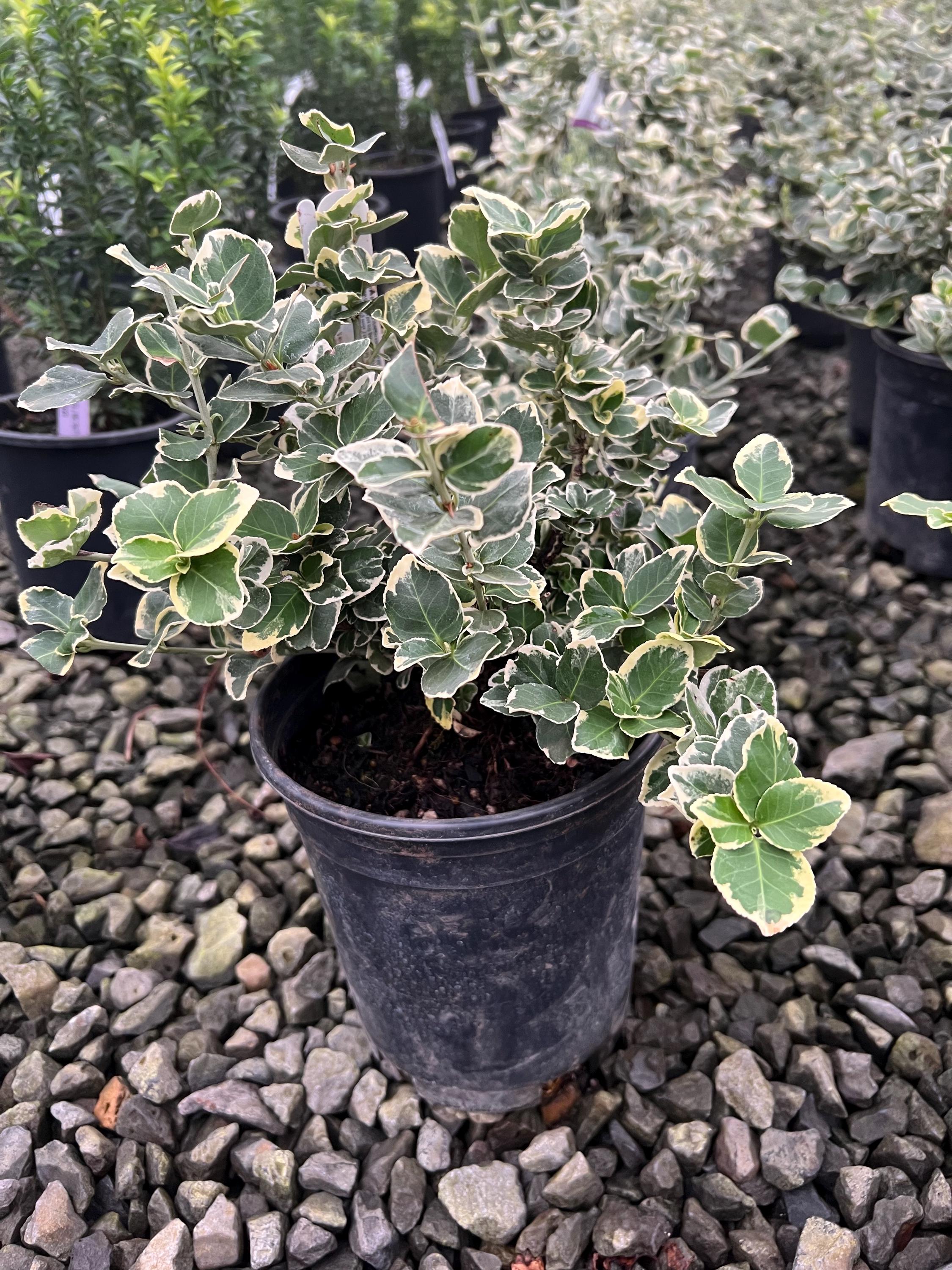 ミニ　イノモトソウ　４株 2.5 Qt. - Emerald Gaiety Euonymus Live Shrub with Green and White