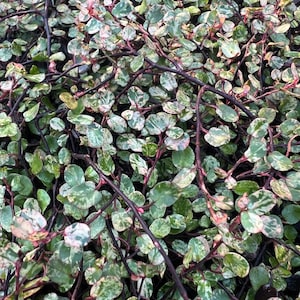 Muehlenbeckia axillaris 'Tricolor' | Multi-colored Wire Vine, Dense Trailing Groundcover