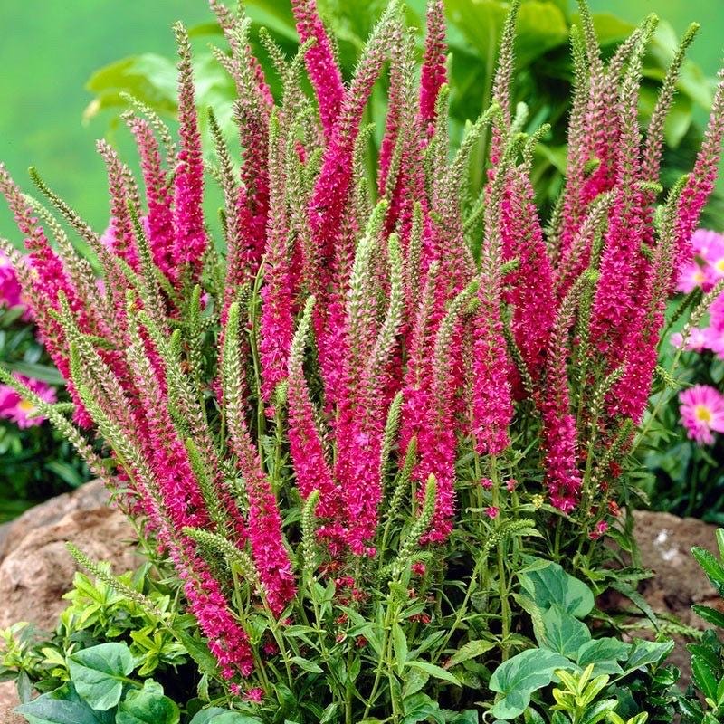 Veronica Spicata 'red Fox' | Red Speedwell - Etsy