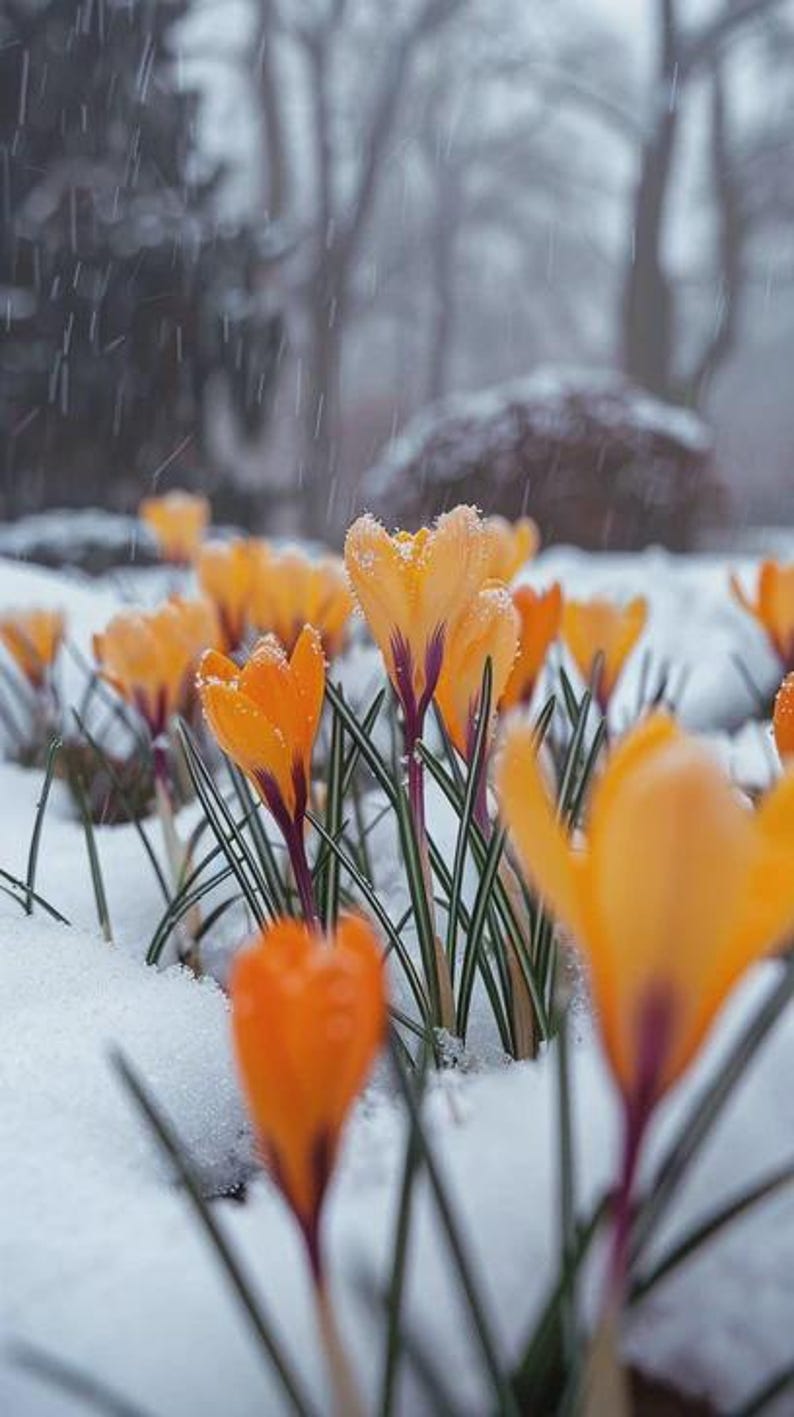 Crocus 'Orange Monarch' - Thumbnail 2