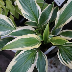 PRE-ORDER Fall Bareroot - Hosta &#39;White Dove&#39; | Dwarf Variegated Green and White Hosta | Flowering Shade Perennial |  | USDA Zones 3–9