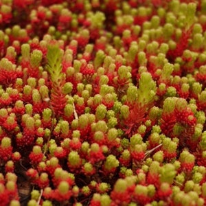 Sedum lydium | Stonecrop | Evergreen | Drought-Tolerant Succulent | USDA Zones 5-8