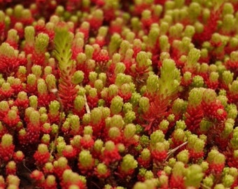 Sedum lydium | Dense Carpet Stonecrop Succulent, Evergreen