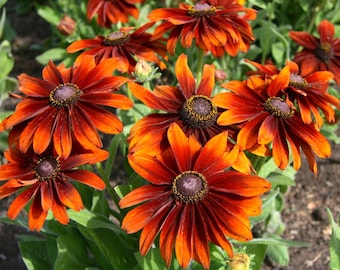 Rudbeckia hirta 'Autumn Colors' | Black Eyed Susan