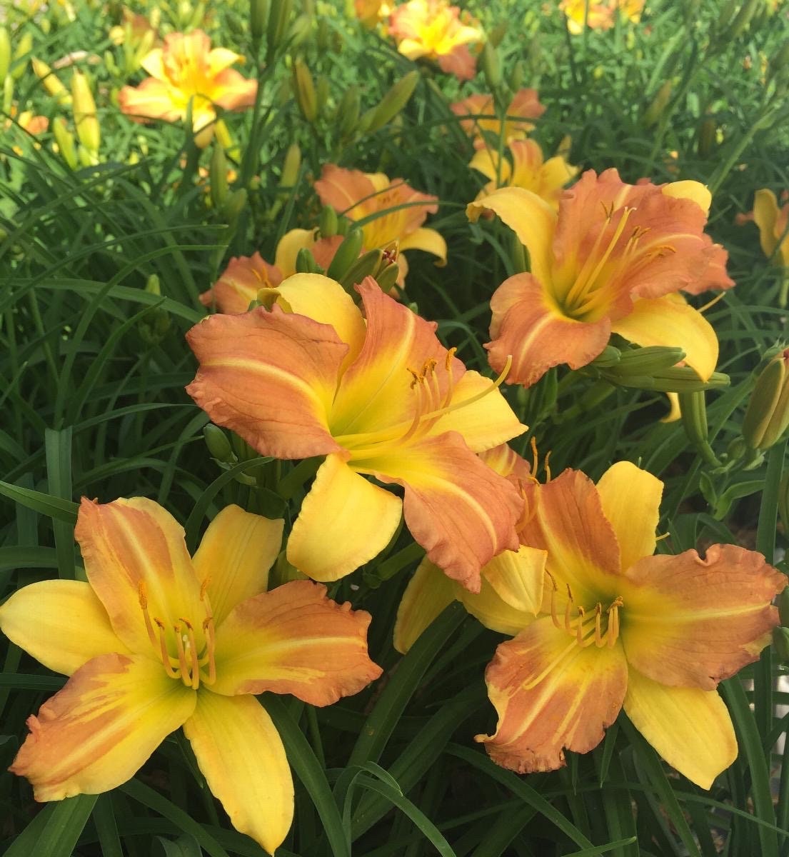 Hemerocallis Everydaylily 'yellow Punch' | Orange and Yellow