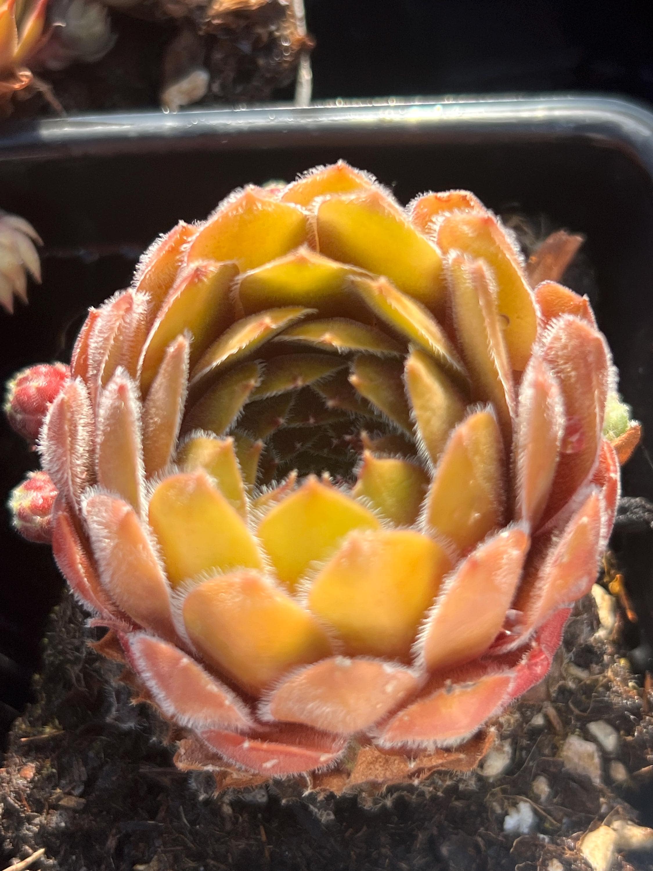 Sempervivum 'dea' | Color Changing Hens and Chicks Succulent - Etsy