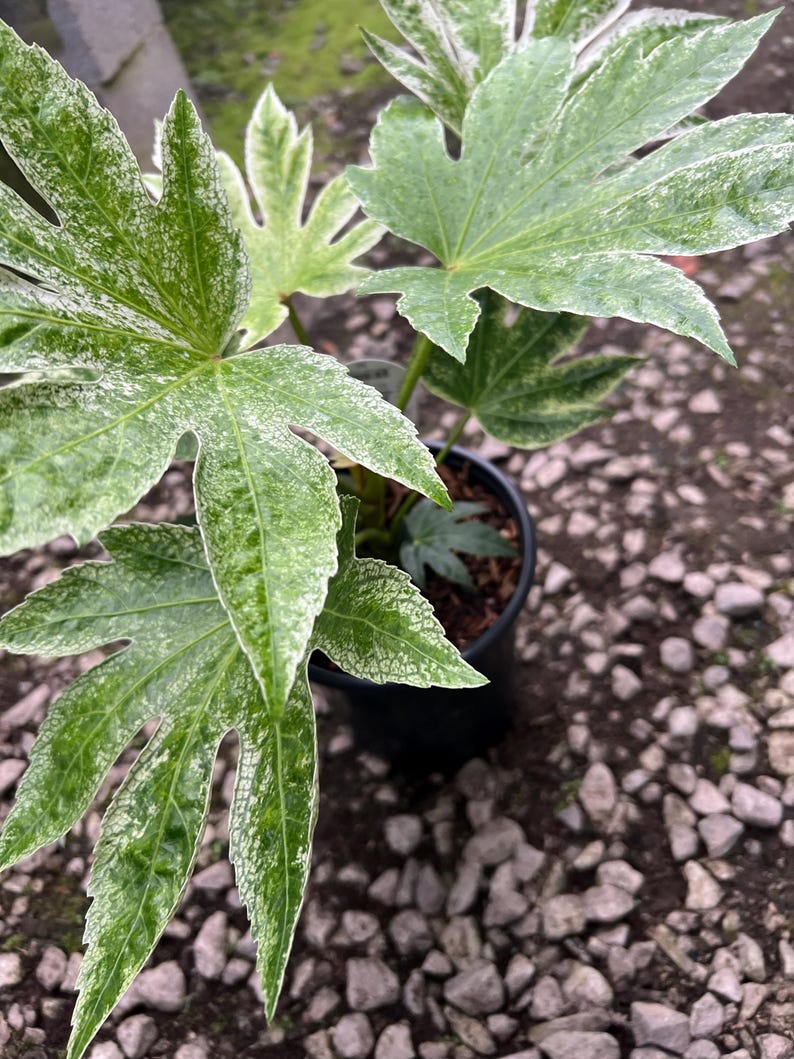 Plantingpartners Fatsia japonica Spider’s Web - Thumbnail 3