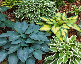 Hosta - 5-10 Different Hosta Varieties | Grower's Choice Selection