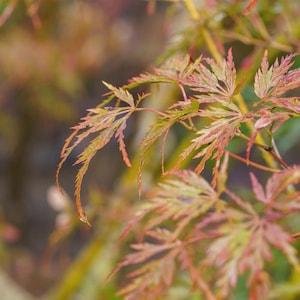 Acer palmatum 'Seiryu' | Japanese Maple | Ideal for Small Gardens & Containers | 16"+ Tall