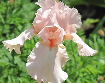 Iris 'Pink Attraction' | Bearded Iris
