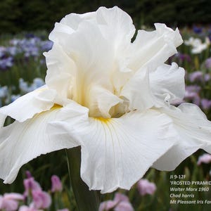 PRE-ORDER Fall Bulbs - Iris ensata 'Frosted Pyramid' | White Japanese Water Iris | Elegant Summer Blooming | USDA Zones 4–9