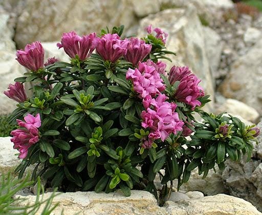 ◆Daphne◆ il_fullxfull.6520331873_g2dm.jpg
