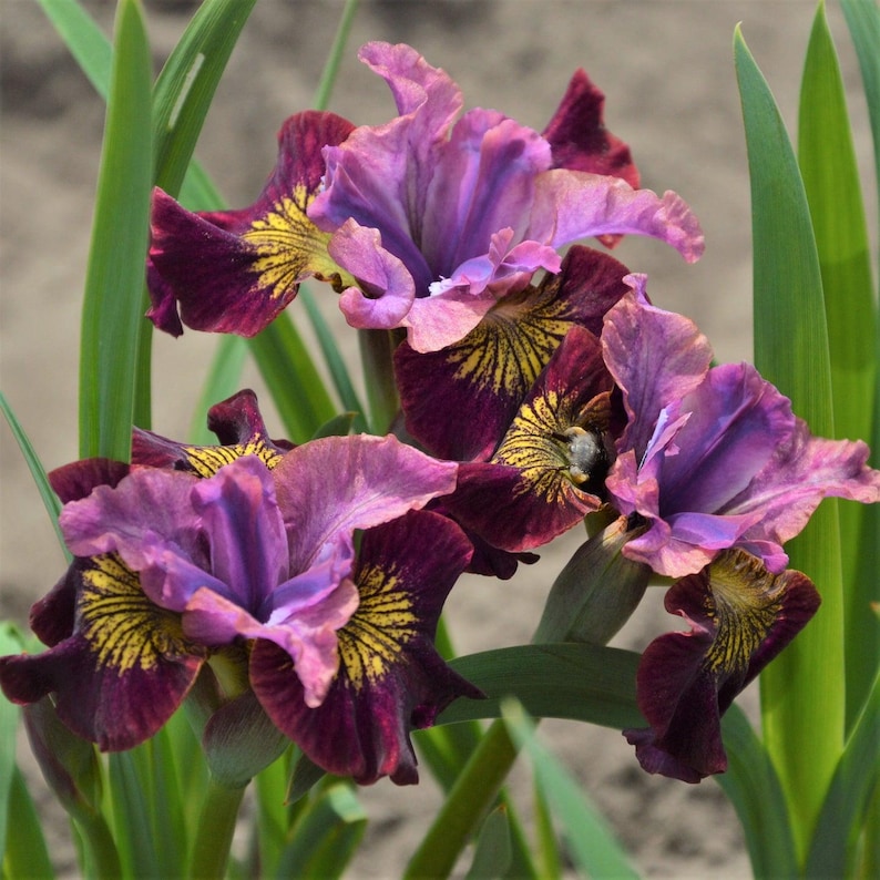 Iris sibirica 'Peacock Butterfly Miss Apple' - Thumbnail 2