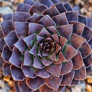 May include: Close-up of a succulent plant with layered, triangular leaves. The leaves transition from deep purple to reddish-brown at the edges, with hints of green in the center. The plant's symmetrical pattern is set against a blurred background.