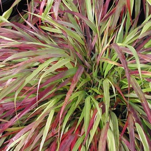 Hakonechloa macra ‘Beni Kaze’, Japanese Forest Grass, live plant