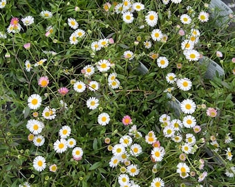 Erigeron Profusion Fleabane Daisy | Long-Blooming Groundcover Perennial