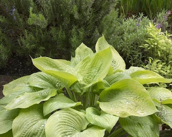 Hosta 'August Moon' | Medium Large Yellow Plantain Lily