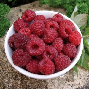 May include: A white bowl filled with fresh, ripe raspberries. The berries are a vibrant red color and appear juicy. The bowl is set on a textured, neutral-toned surface, with green foliage in the background. A close-up shot highlighting the natural beauty of the fruit.