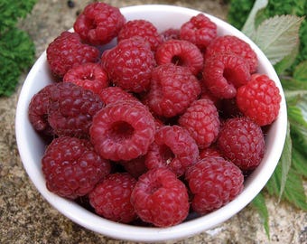 May include: A white bowl filled with fresh, ripe raspberries. The berries are a vibrant red color and appear juicy. The bowl is set on a textured, neutral-toned surface, with green foliage in the background. A close-up shot highlighting the natural beauty of the fruit.