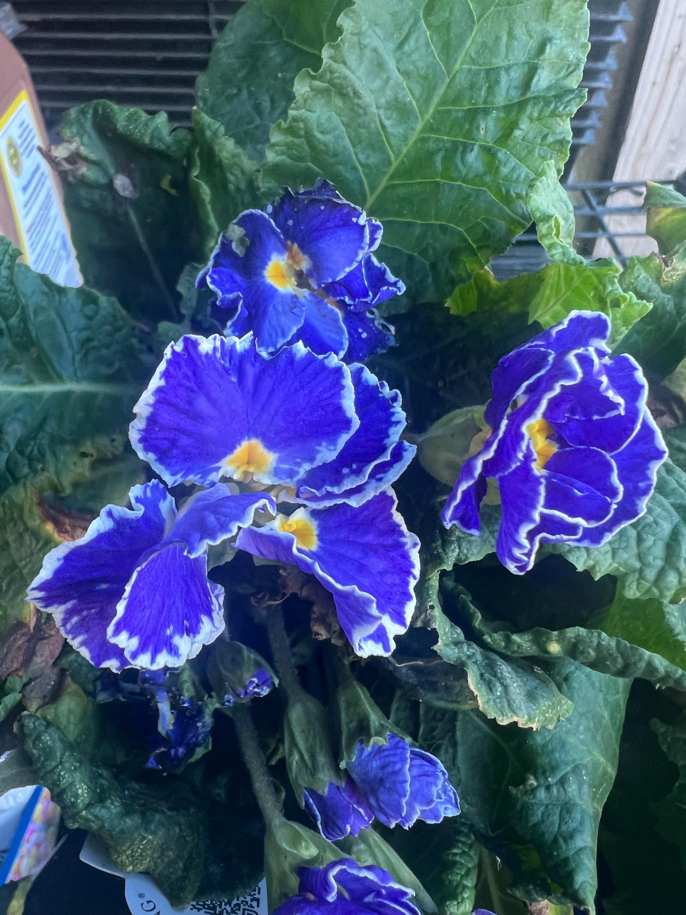 Primula Acaulis 'hethor Coco Blue' | Bi-color Primrose