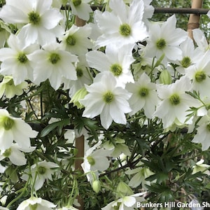 May include: Close-up of a cluster of white clematis flowers with green centers and dark green leaves. The flowers have multiple petals and are in full bloom, creating a dense, textured display. The image is of a climbing plant.