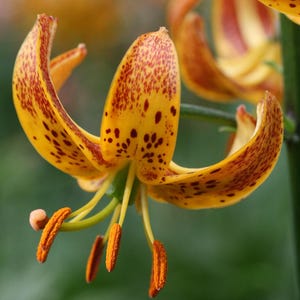 PRE-Order Fall Bulbs - Lilium martagon &#39;Sunny Morning&#39; | Fragrant Turk’s Cap Lily | Perennial Bulb | Bold Cut Flower | USDA Zones 3–8