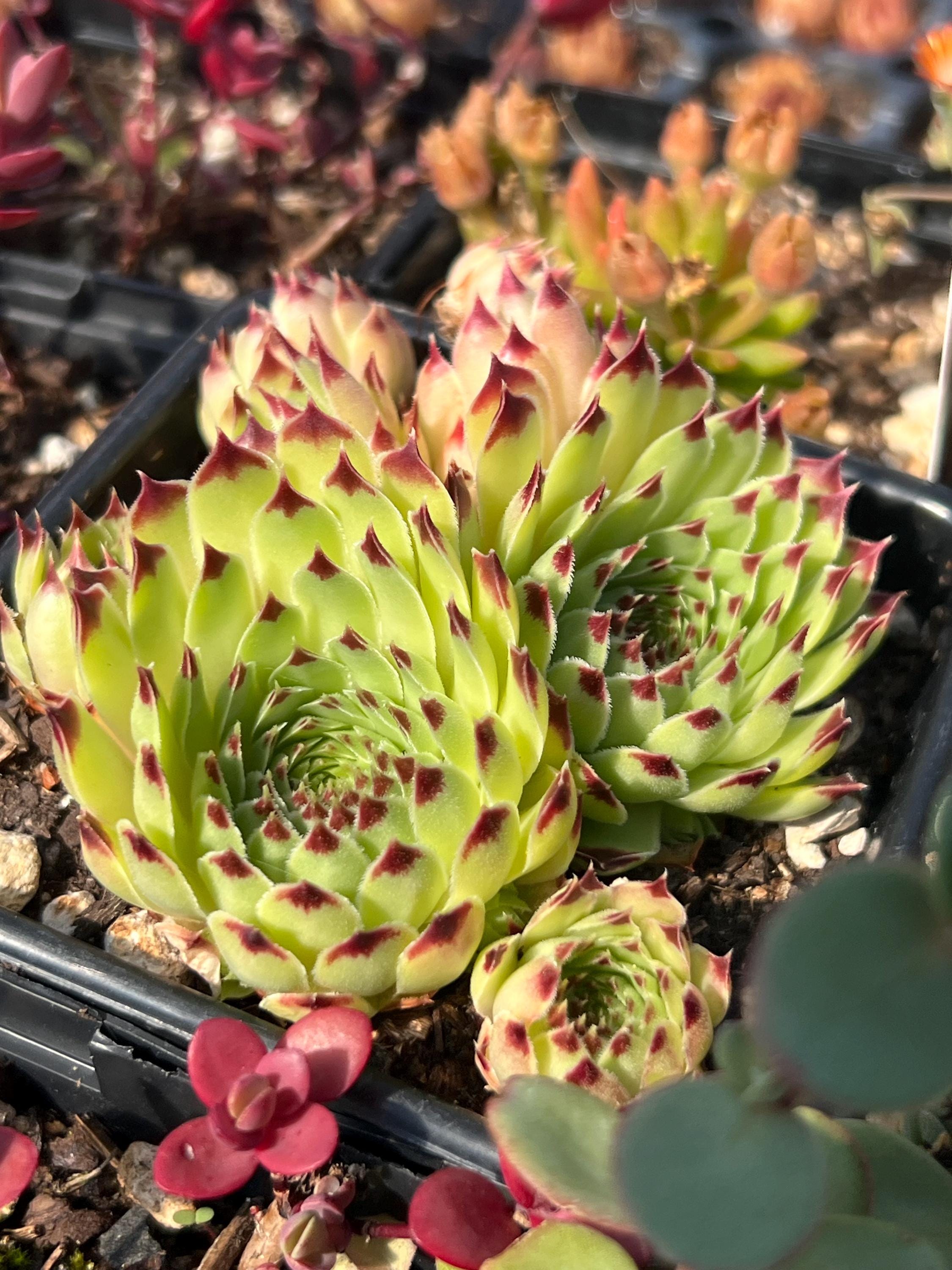 Sempervivum 'mrs. Giuseppi' | Red Tipped Green Hens and Chicks