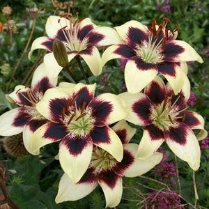 PRE-ORDER Fall Bulbs - Lilium ‘Patricia&#39;s Pride’ | Striking Multicolored Lily | Unique Lilies | USDA Zones 4–9
