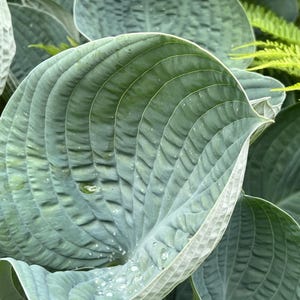 Hosta 'Abiqua Drinking Gourd' | Medium Large Blue Plantain Lily - Fall 2026 Pre-Order