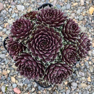Sempervivum Chick Charms &#39;Cinnamon Starburst&#39; | Hens and Chicks | Evergreen Succulent Groundcover | Cold Hardy | USDA Zones 4-9