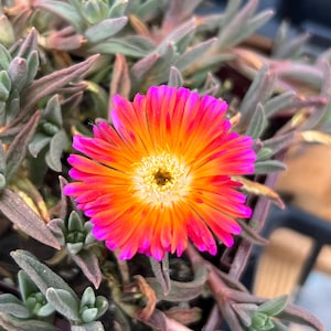 Delosperma OCEAN SUNSET™ series | Ice Plant | 3.5" pot