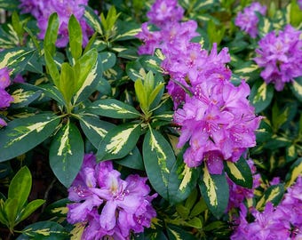 Rhododendron Black Widow - Dark, Dark Red, Almost Black Blooms - Hardy to  -5 F Degrees - Grows to Three Feet - Large Plant 18-21" Wide - Etsy