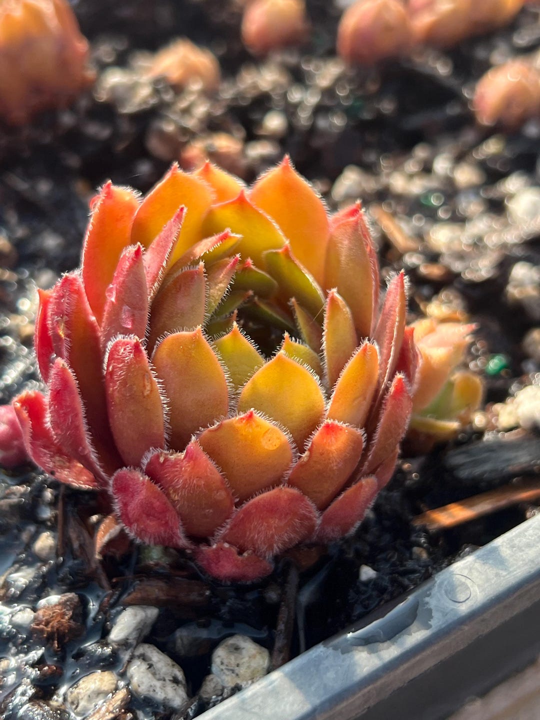Sempervivum 'dea' | Color Changing Hens and Chicks Succulent - Etsy