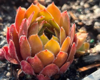 Sempervivum 'dea' | Color Changing Hens and Chicks Succulent - Etsy