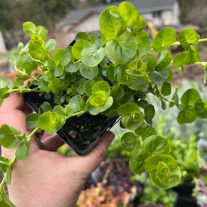 May include: A small potted plant with bright green, round leaves. The plant is in a black plastic pot and is being held by a hand.