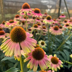 Echinacea KISMET Series | Coneflower | Perennial | Pollinator Magnet! | Small Plug Pot