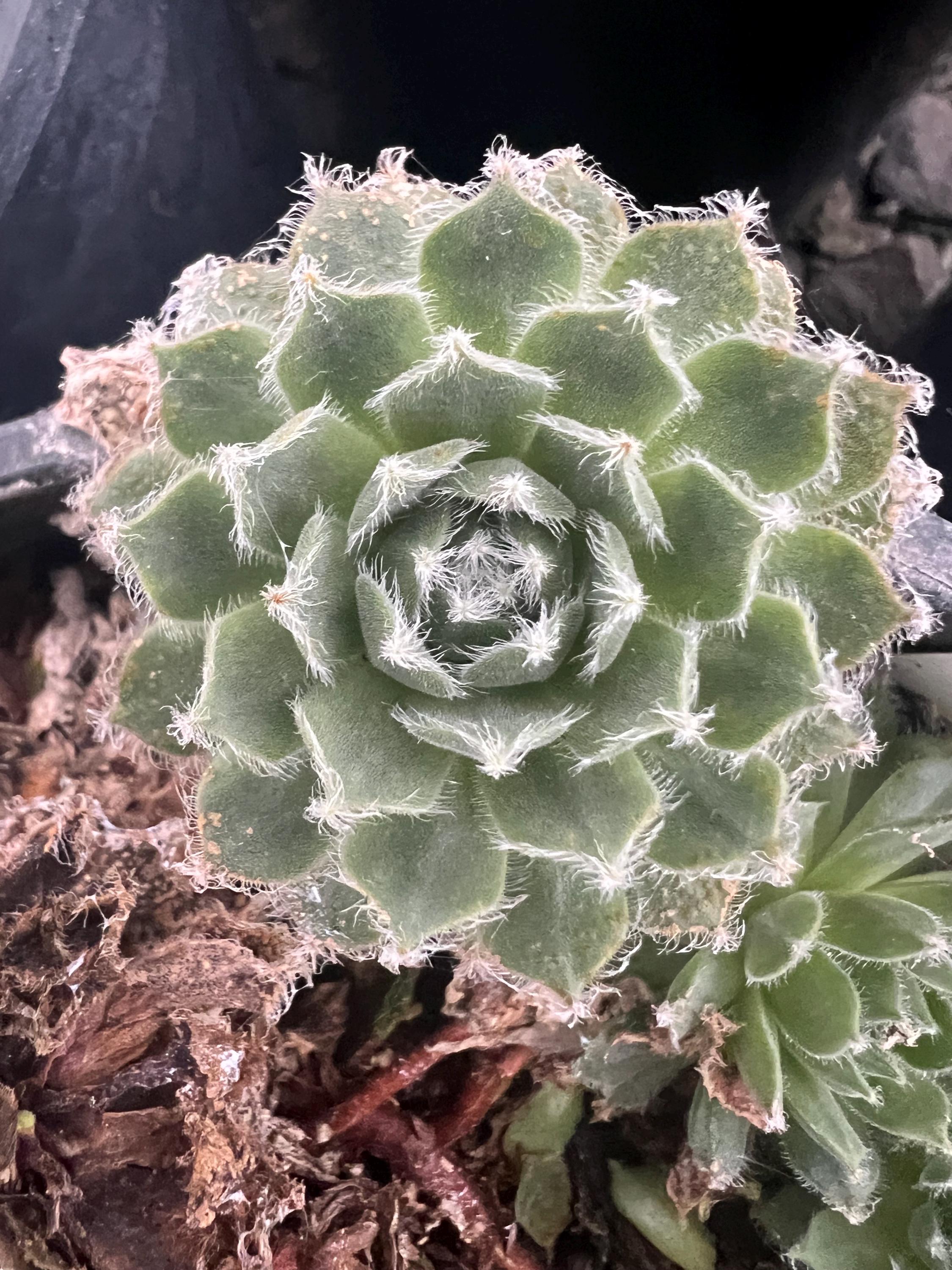 Sempervivum 'shirley's Joy' | Fuzzy Color Changing Hens and Chicks