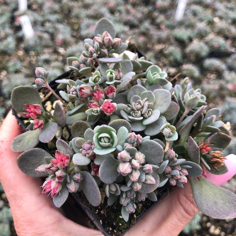 May include: A small pot of succulent plants with green leaves and pink flowers. The succulent plants are in a black pot and are being held by a hand.