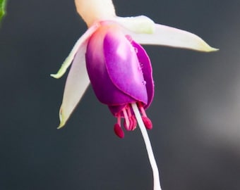 Fuchsia 'Queen Esther' | Hardy Fuchsia - 1 gallon pot