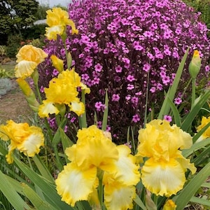 PRE-ORDER Fall Bulbs - Iris 'Harvest of Memories' | Yellow Bearded Iris | Reblooming Perennial | 1 bareroot rhizome | USDA Zones 3–9