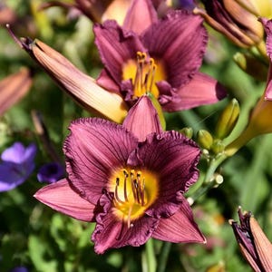 May include: Close-up of vibrant purple daylilies with yellow centers and delicate stamens. The petals have a ruffled edge and are surrounded by green foliage. A beautiful floral display.