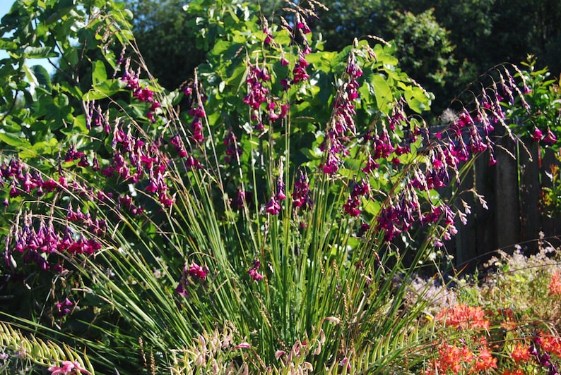 dierama-pulcherrimum-dark-cerise-angel-s-fishing-rod-rare-graceful
