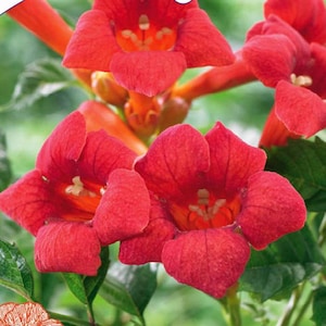 May include: Close-up of vibrant red trumpet vine flowers with a green leafy background. The flowers have a trumpet shape with a yellow center.