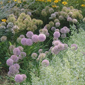 PRE-ORDER Fall Bulbs - Allium 'Pink Planet' | Soft Pink Ornamental Onion | Summer/Fall Blooming